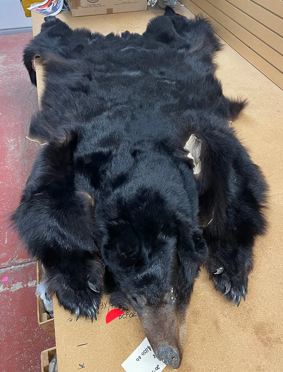 Black Bear 6.8FT For Taxidermy