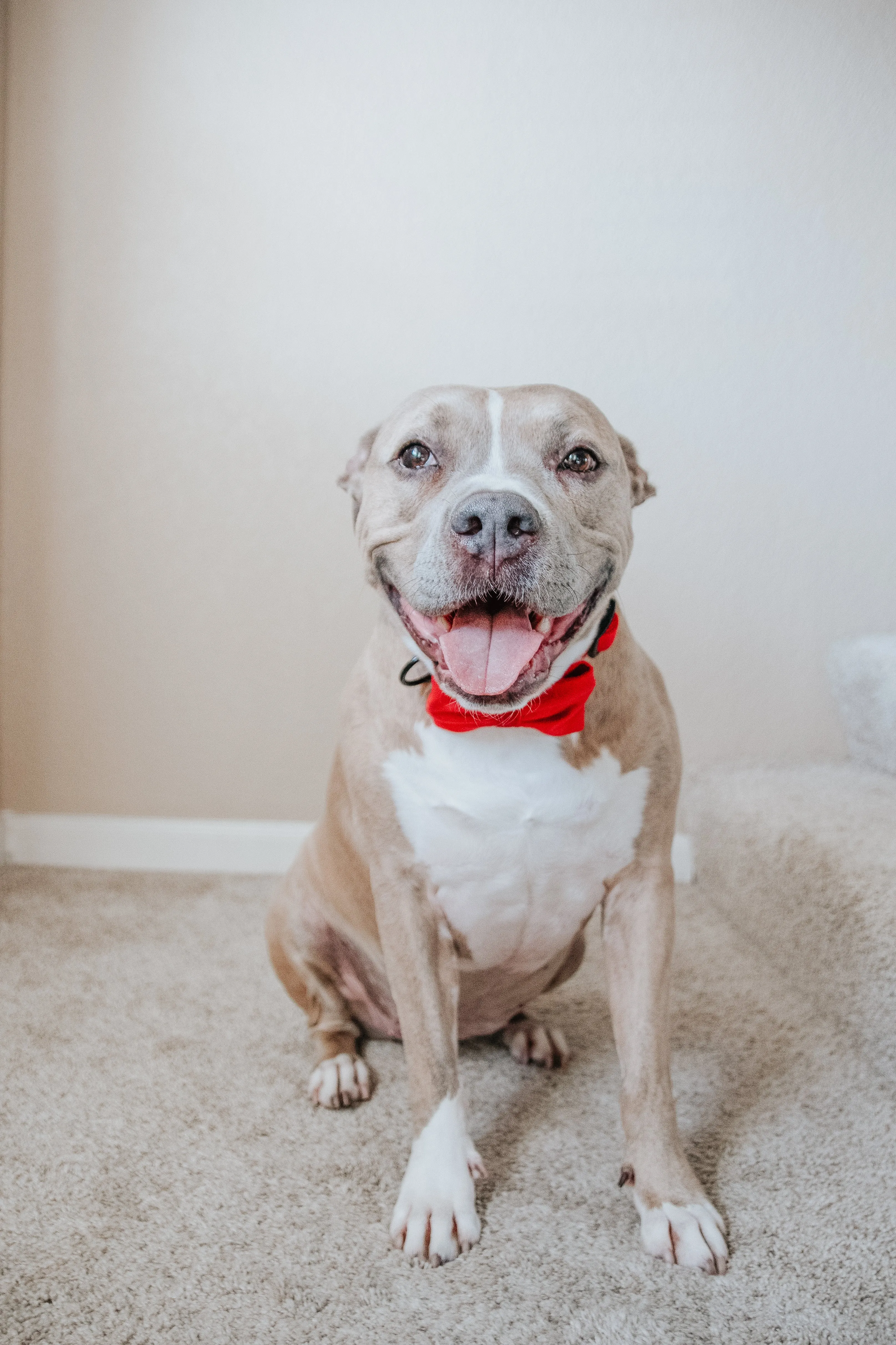 Bowtie - Naughty