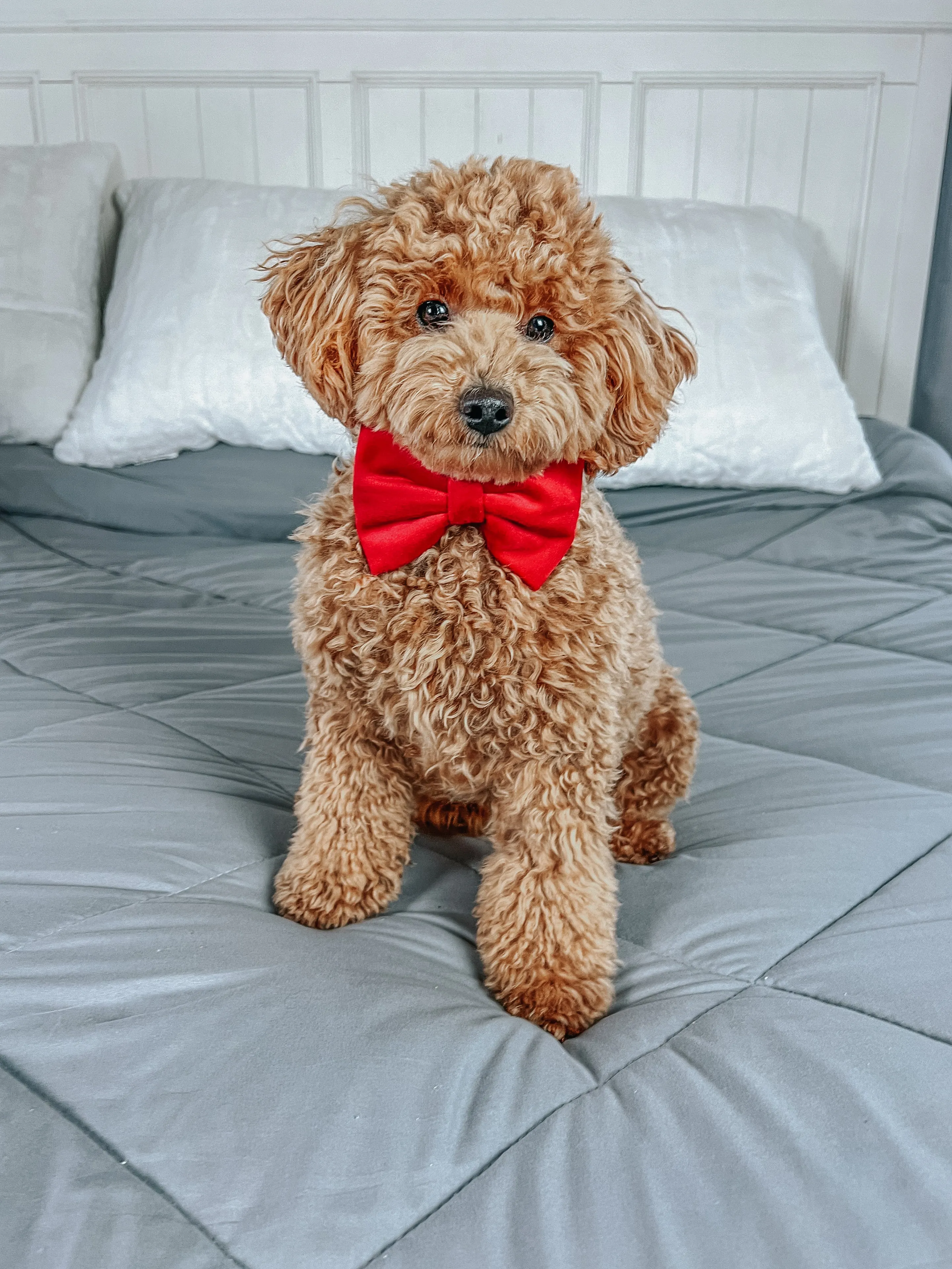 Bowtie - Naughty