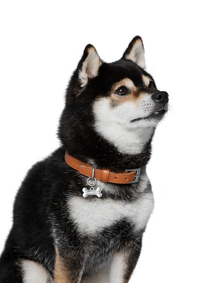 Collar