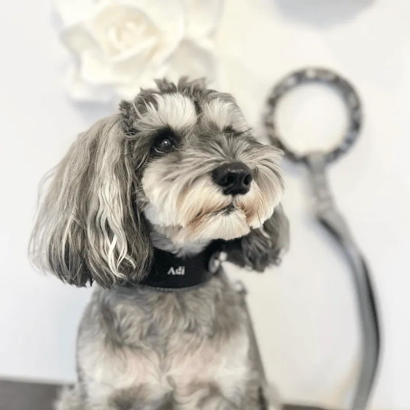 Indigo Leather Collar