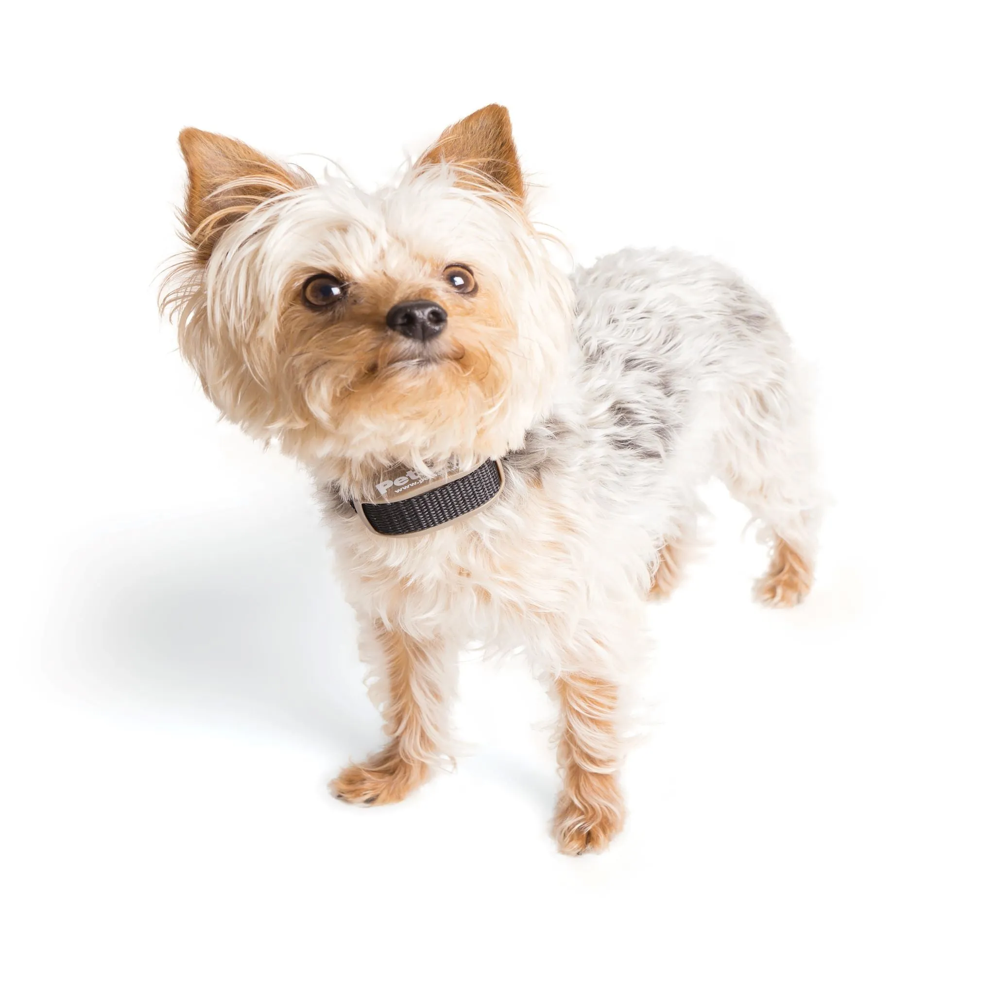 Pawz Away Extra Receiver Collar