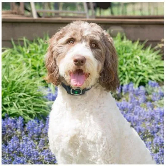 PetSafe Static Bark Collar***