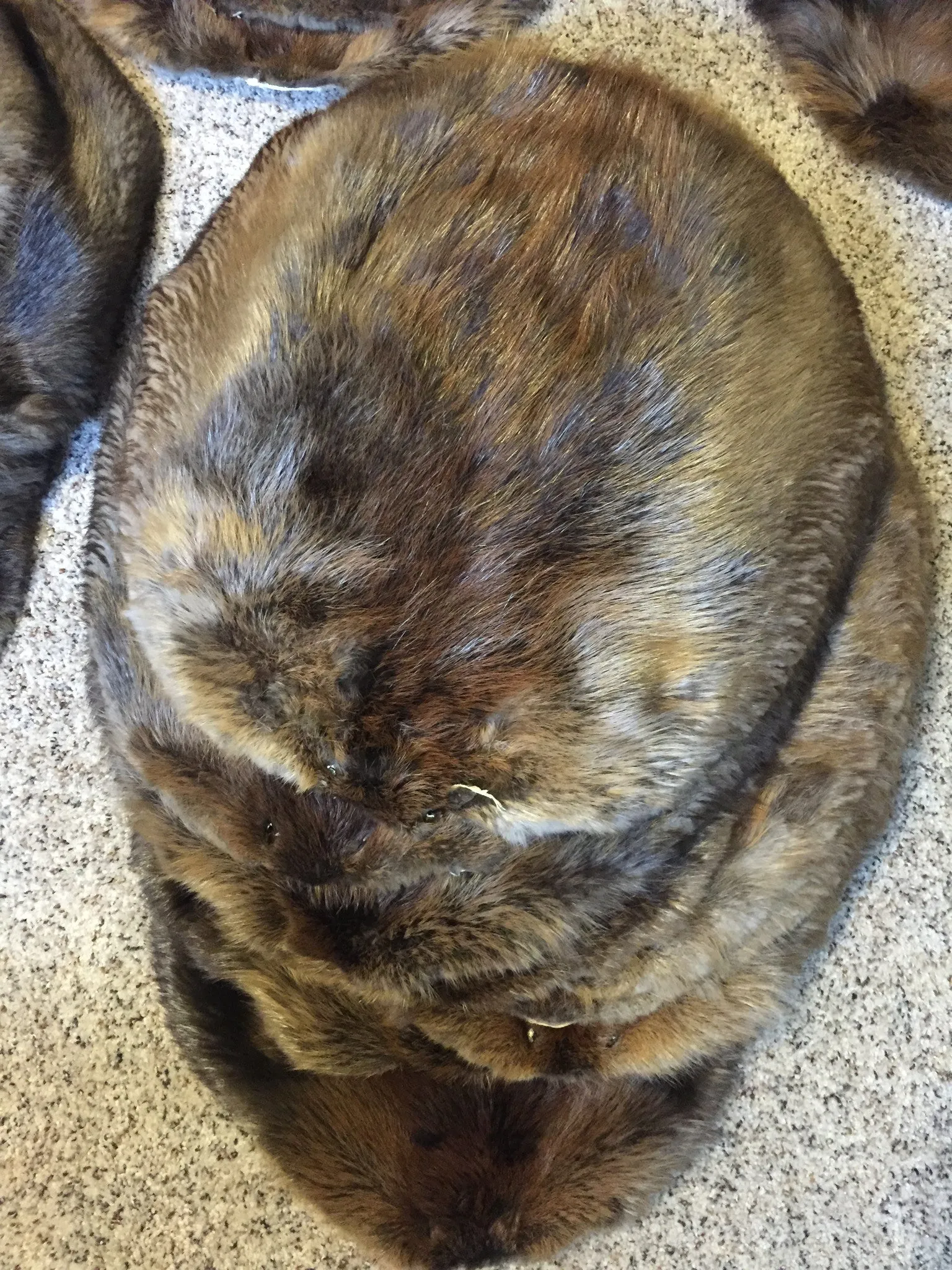 Tanned Beaver
